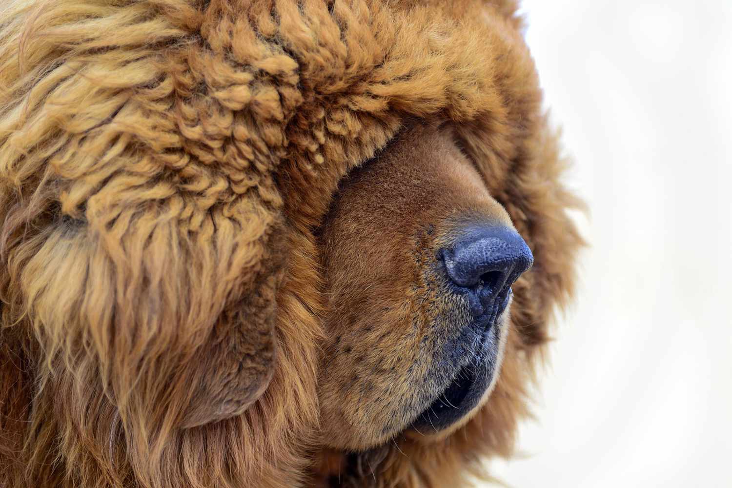 tibetan mastiff red closeup