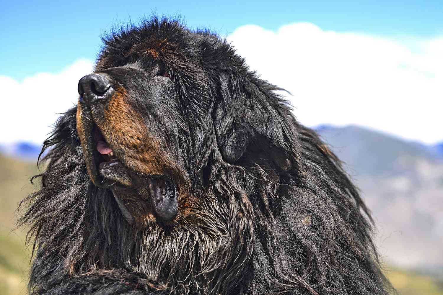 black and tan tibetan mastiff looking at sky