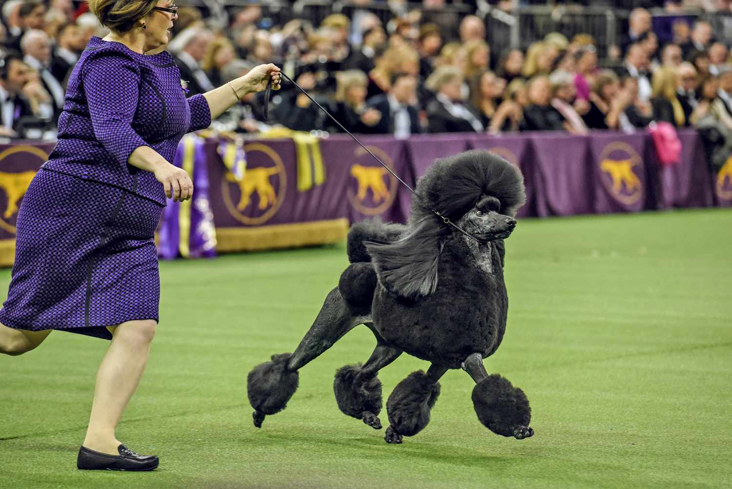 Siba, the black standard poodle, 2020 Westminster Dog Show Winner, running with handler