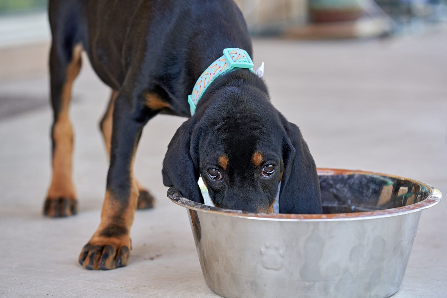 black and tan coonhound eating from dog bowl