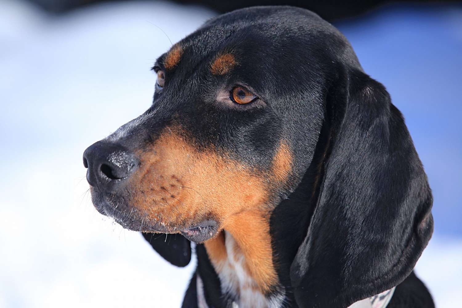 black and tan coonhound head profile