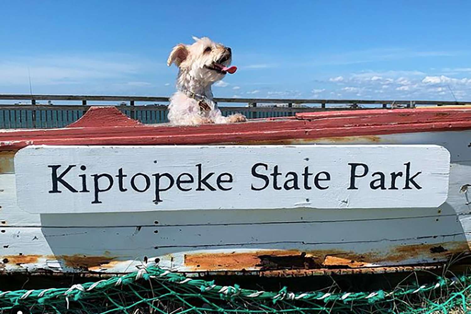 dog at kiptopeke state park beach