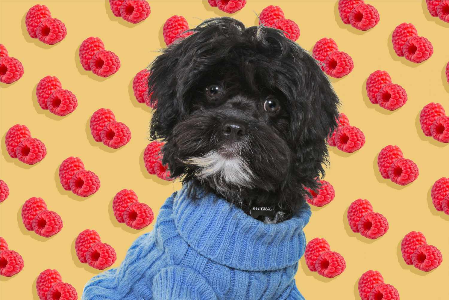 dog in sweater with raspberry illustration