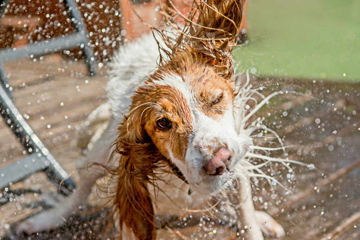 cocker spaniel dog shaking off water