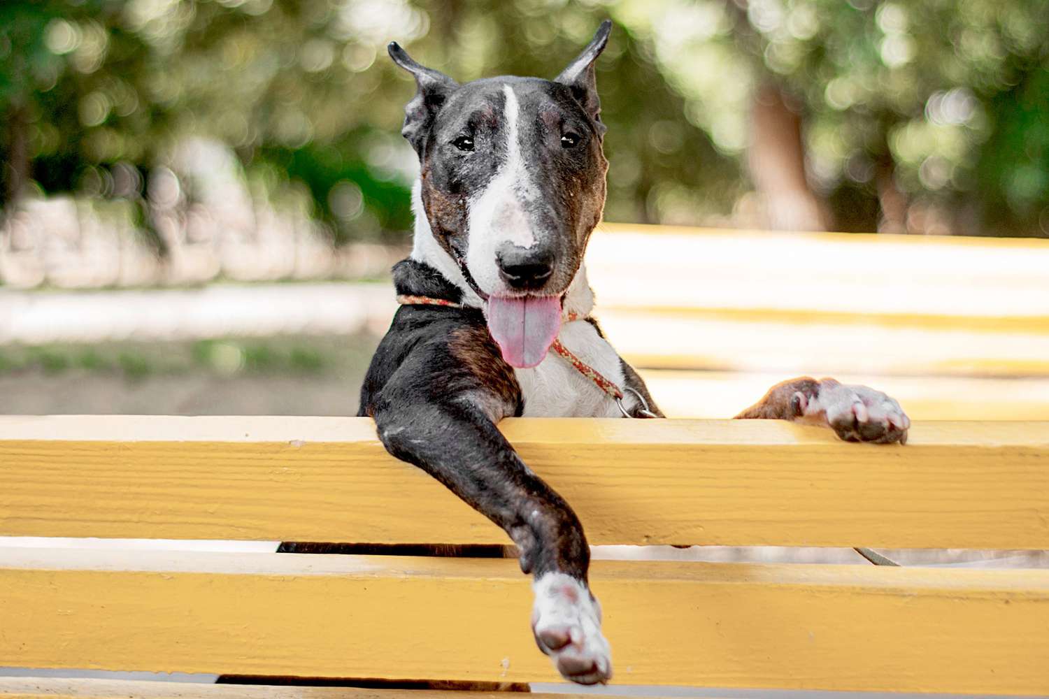 bull terrier on park bench