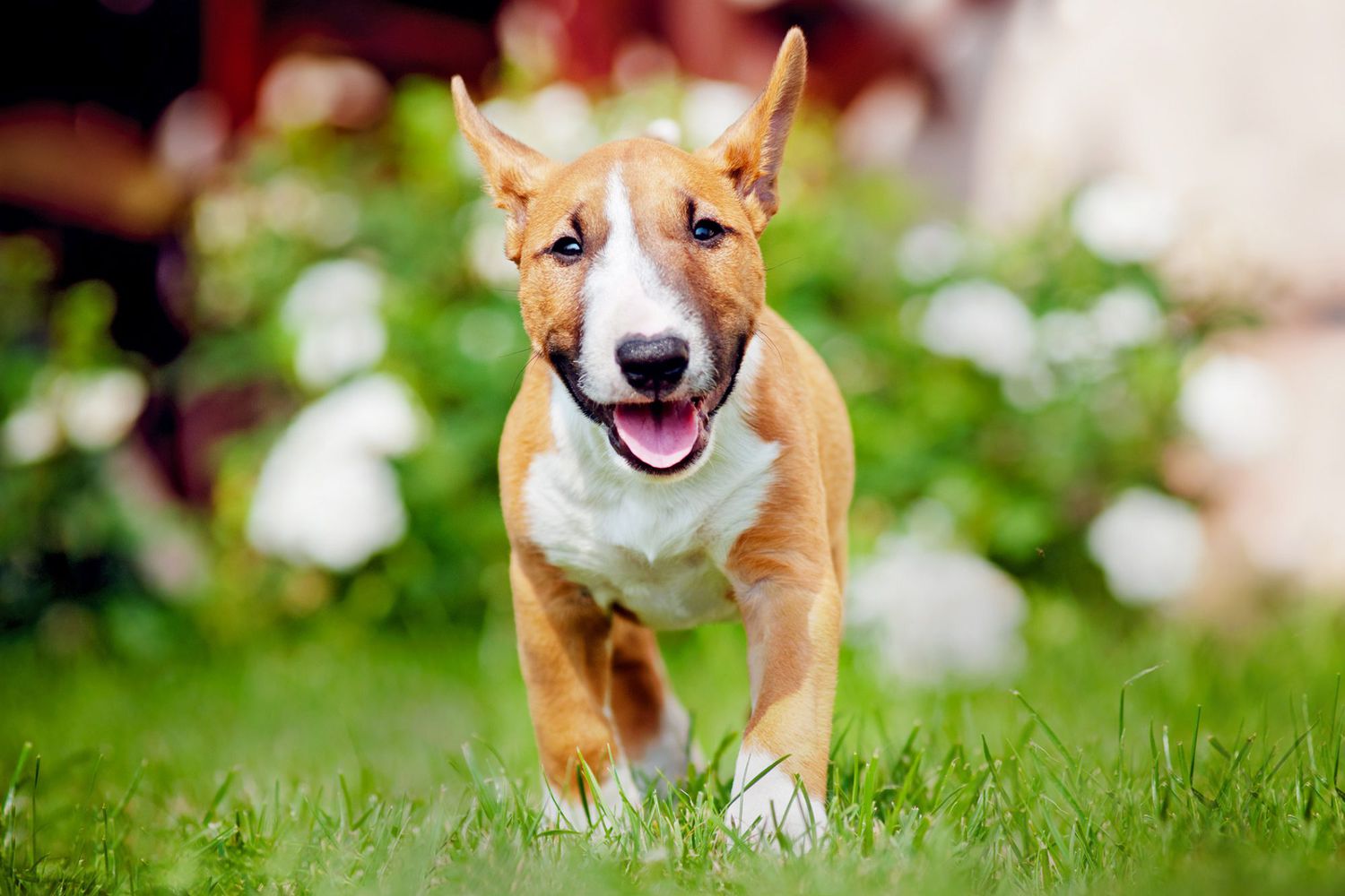 bull terrier puppy running in grass