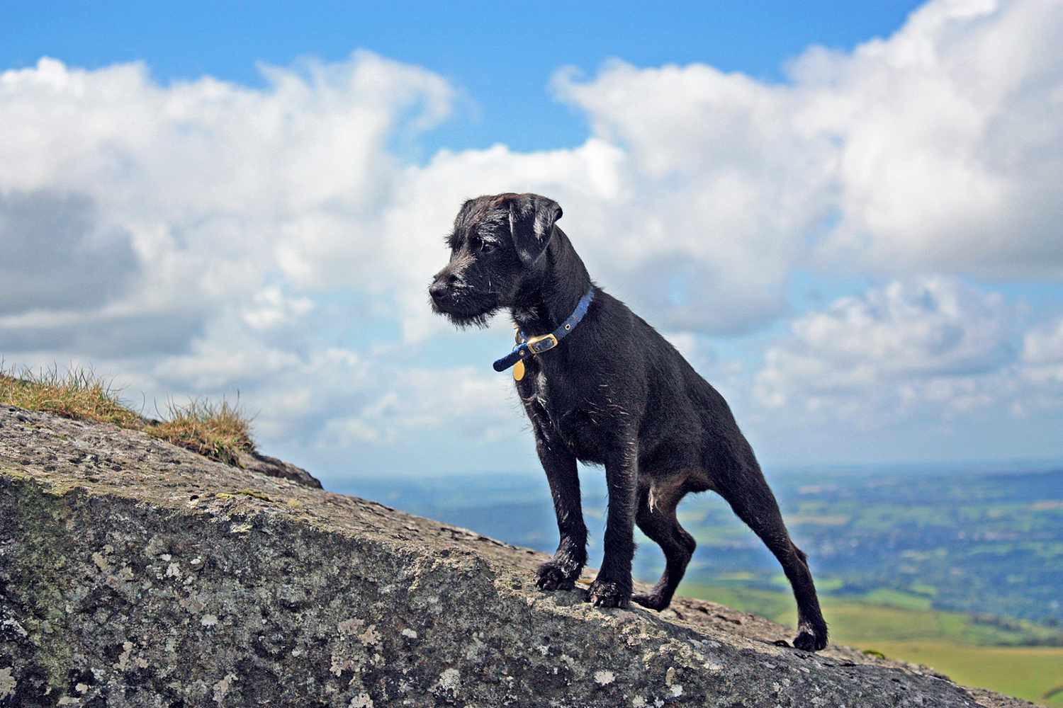 Black Patterdale terrier on hill