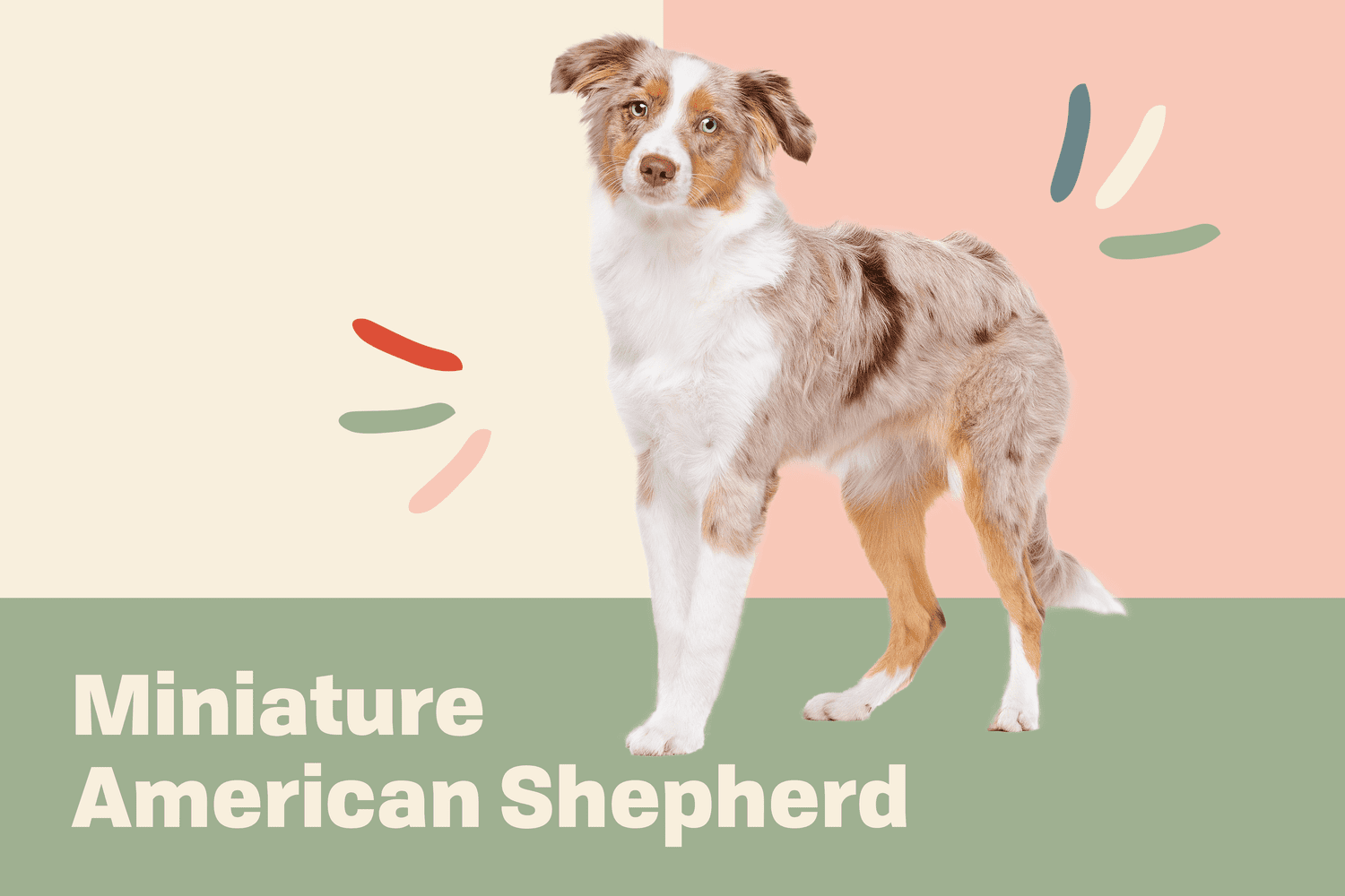 miniature american shepherd profile treatment
