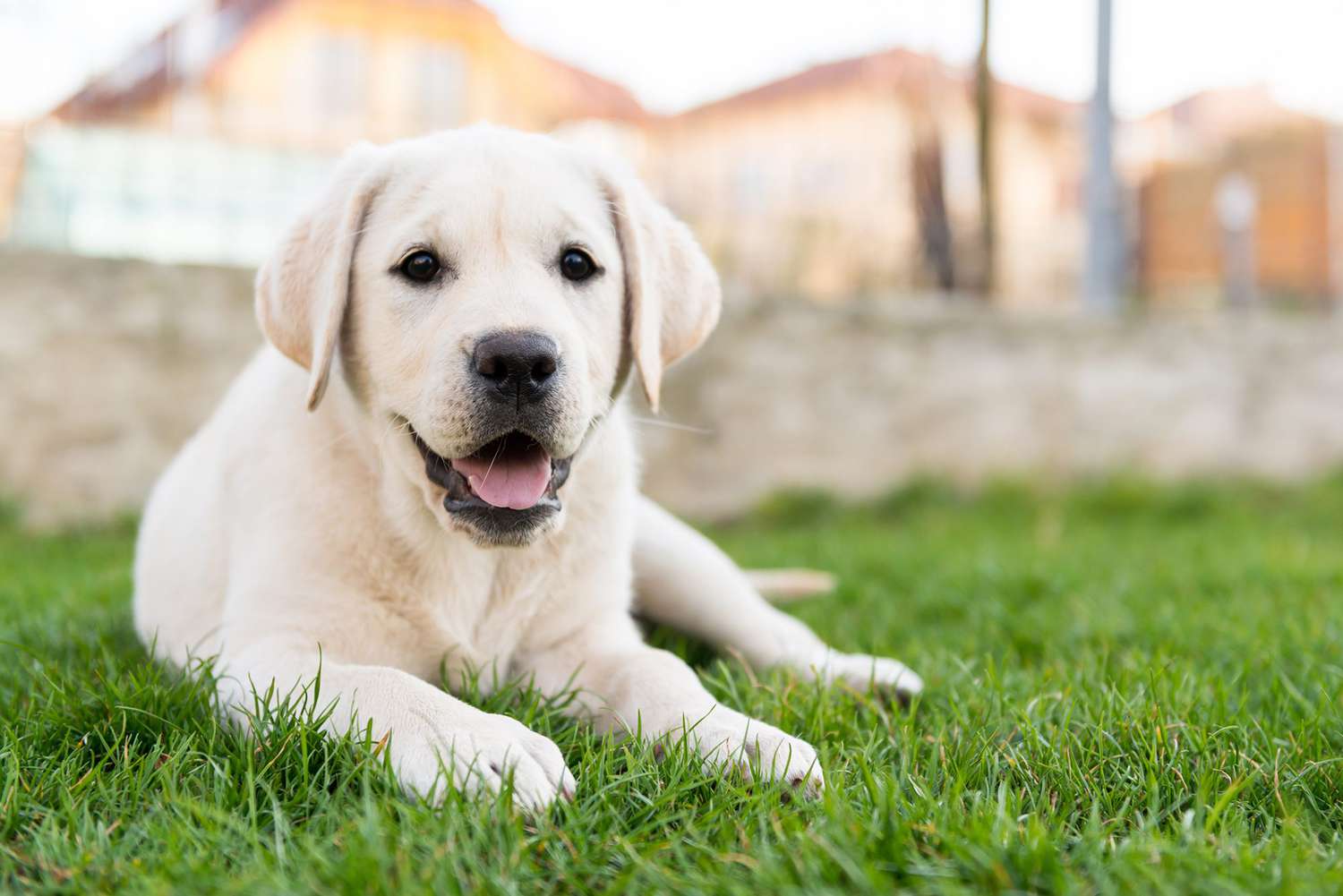 golden Labrador puppy lying in the grass