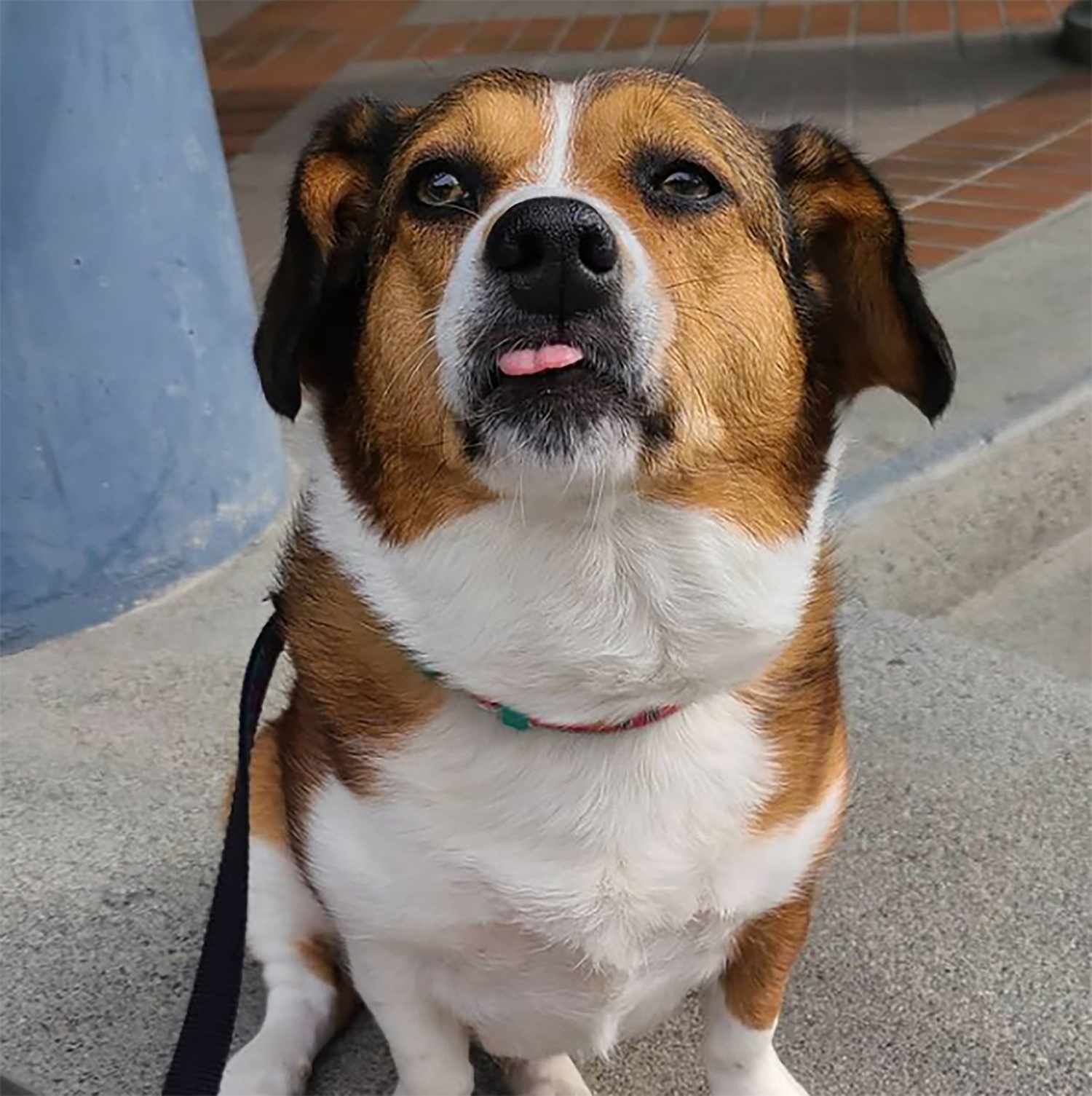 corgi beagle mix with corgi body and beagle face and ears