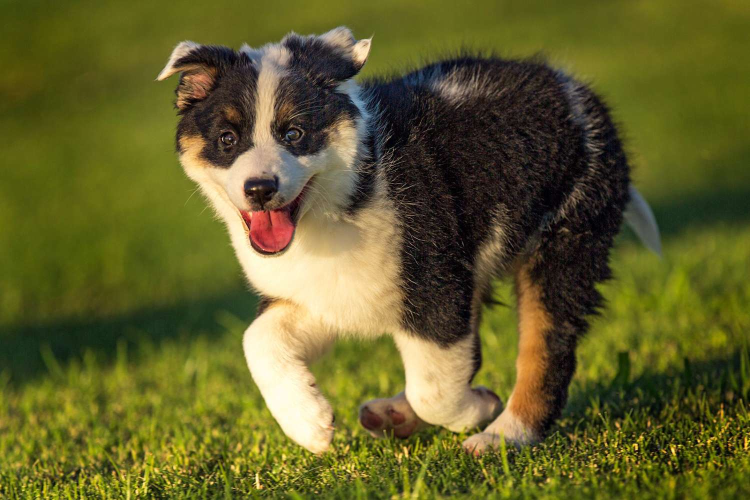 texas heeler puppy running on grass