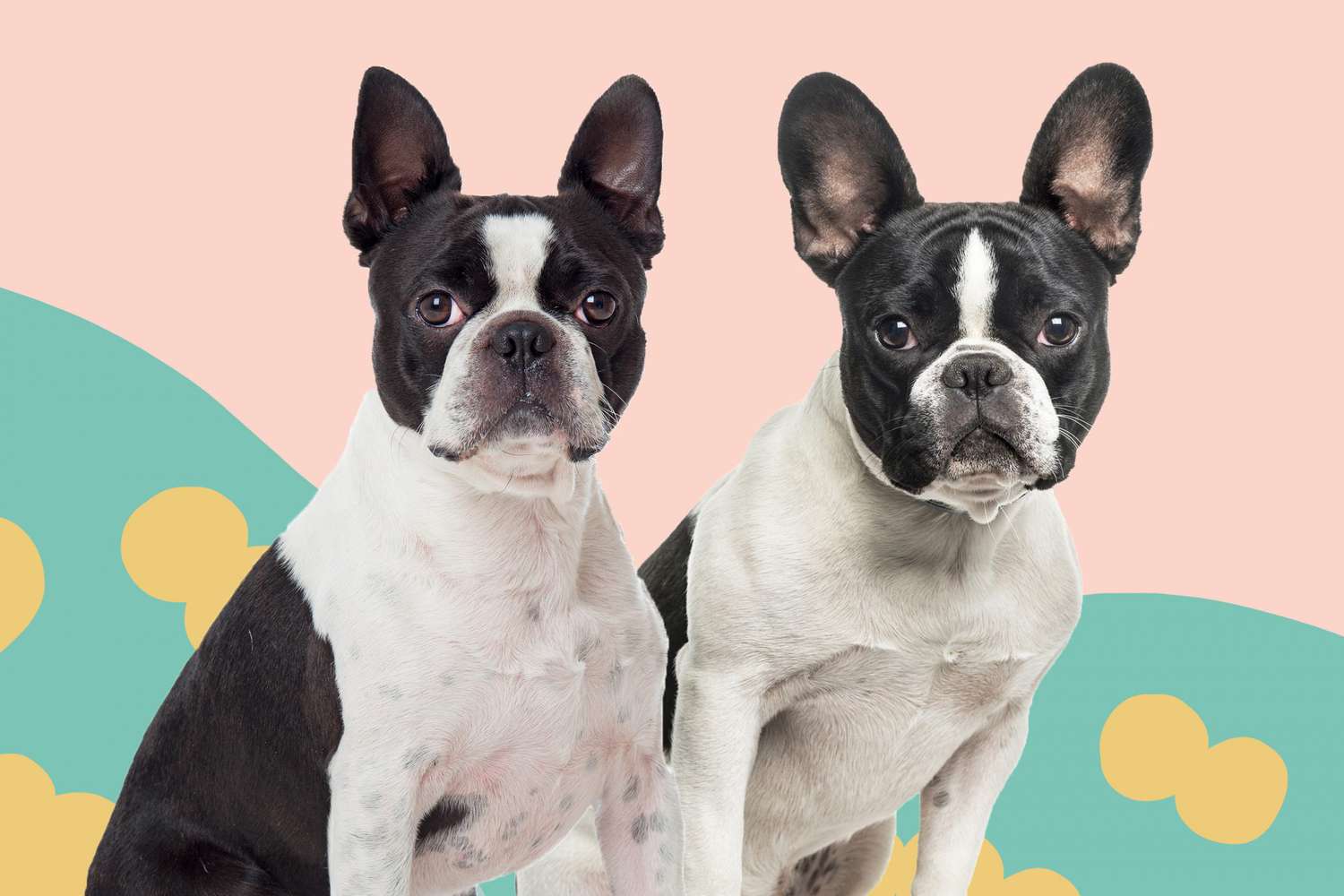 How to Tell the Difference Between a Boston Terrier vs. French Bulldog |  Daily Paws