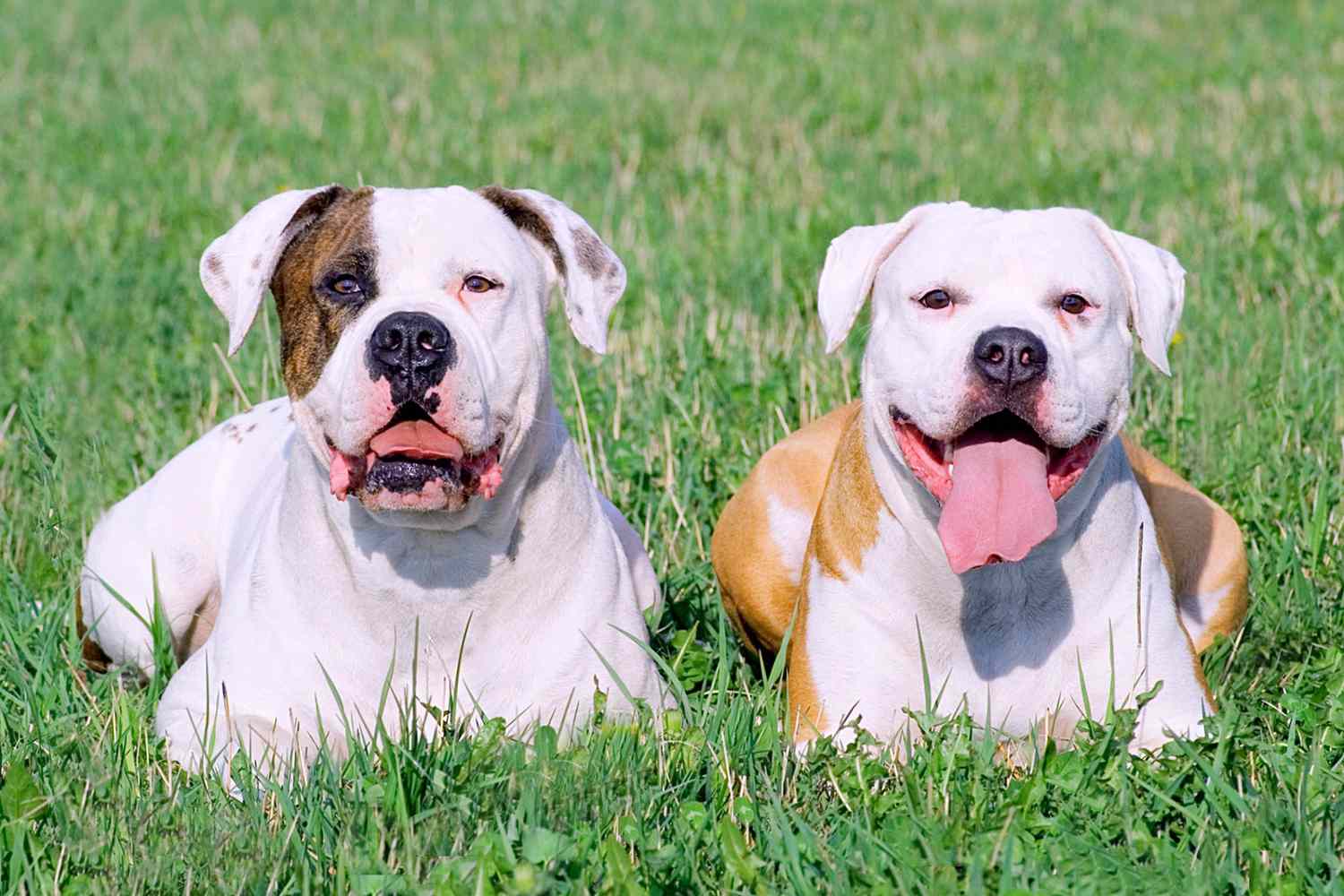 two american bulldogs sitting in grass