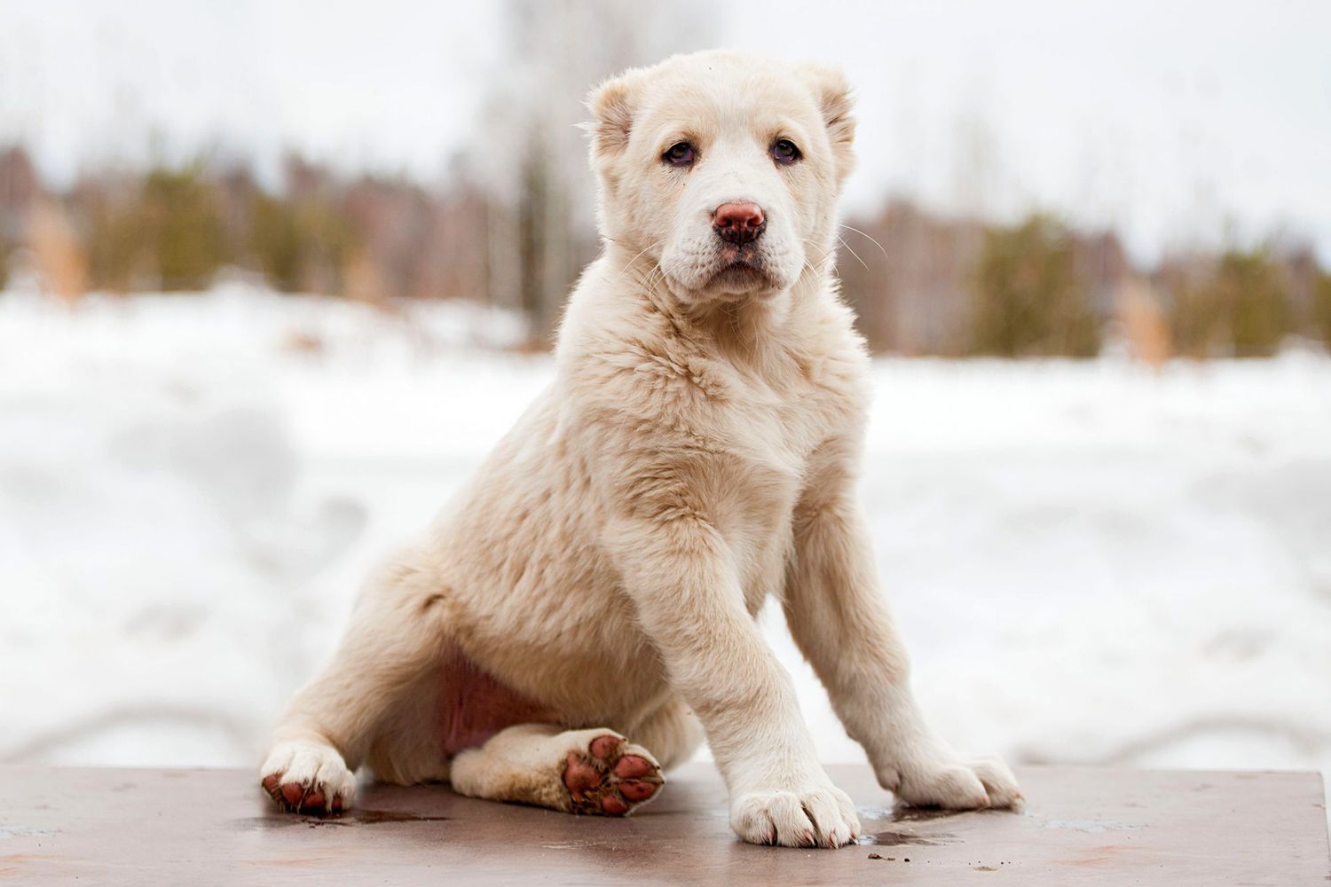white central asian shepherd puppy