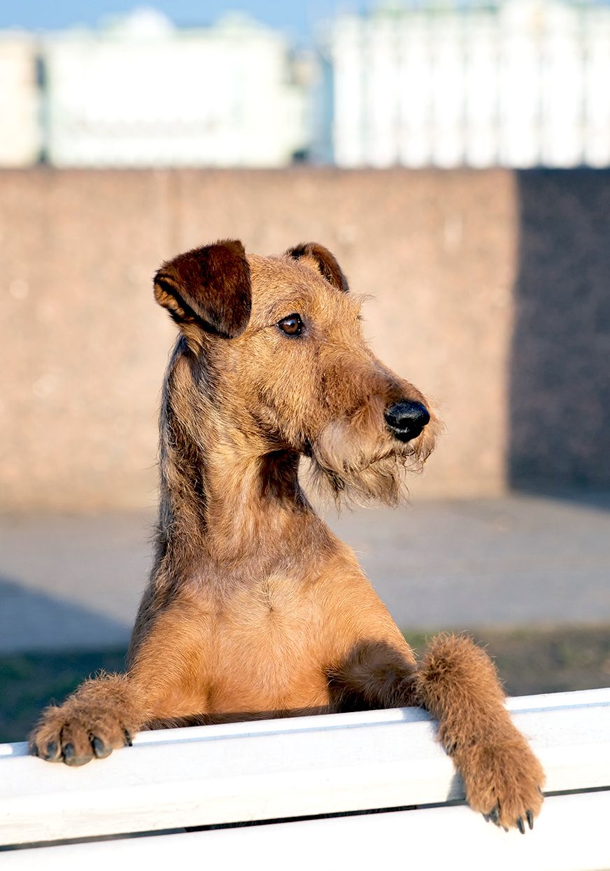 irish terrier with paws on bench