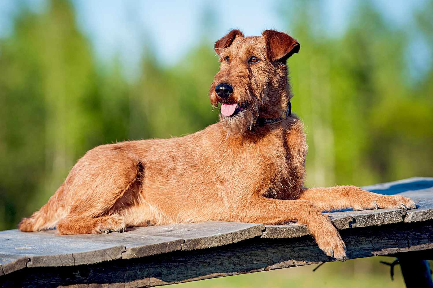 irish terrier on wooden bridge