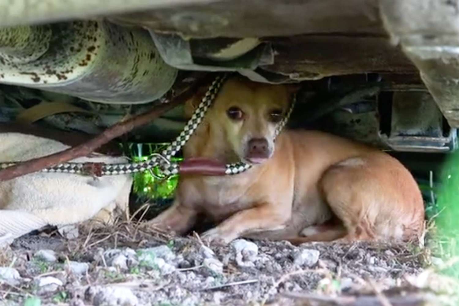Persuasion eagle Air mail Drone Pilot Doug Thron Found the Starving Pup Chained to a Car Two Weeks  After Hurricane Laura Pummeled Lark Charles, Louisiana | Daily Paws