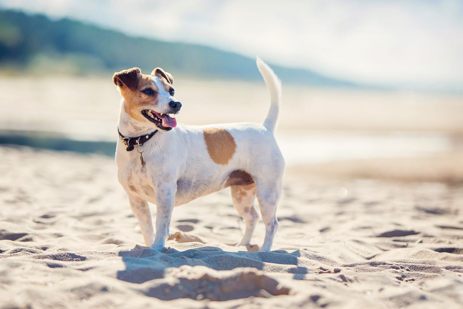 jack russel terrier on beach