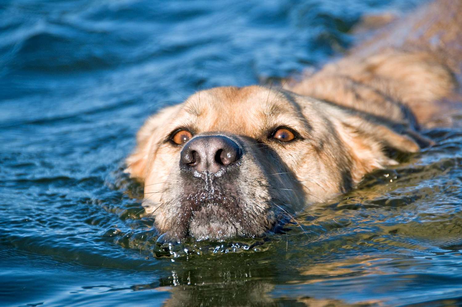 dog swimming in lake