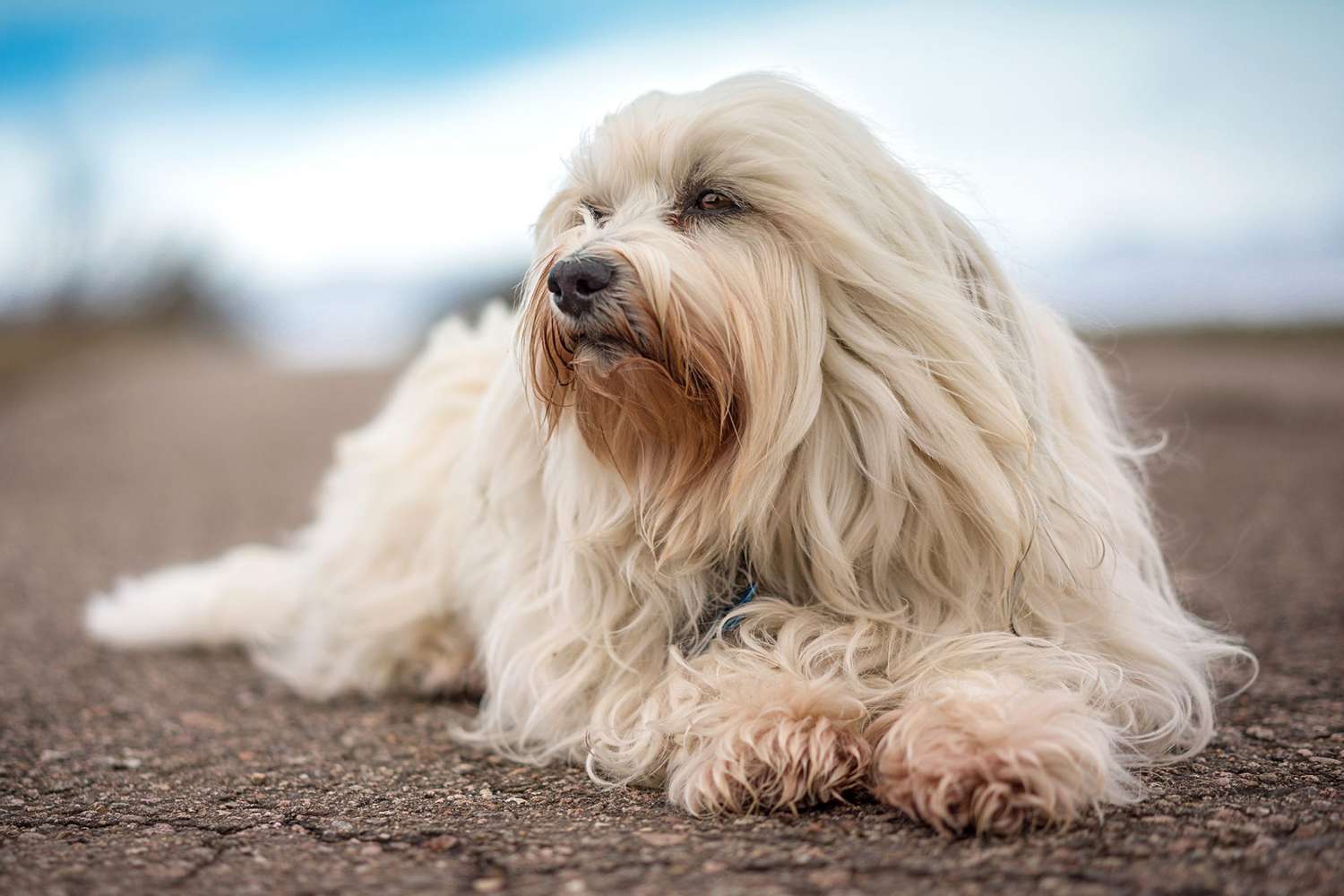 13 Glamorous Long-Haired Dog Breeds Giving Us Life | Daily Paws