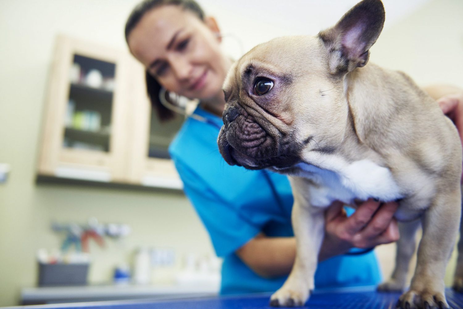 9 Signs Your Pet Needs to Go To the Emergency Room | Daily Paws