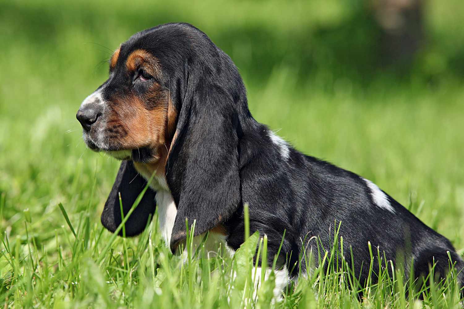 basset hound sitting in grass