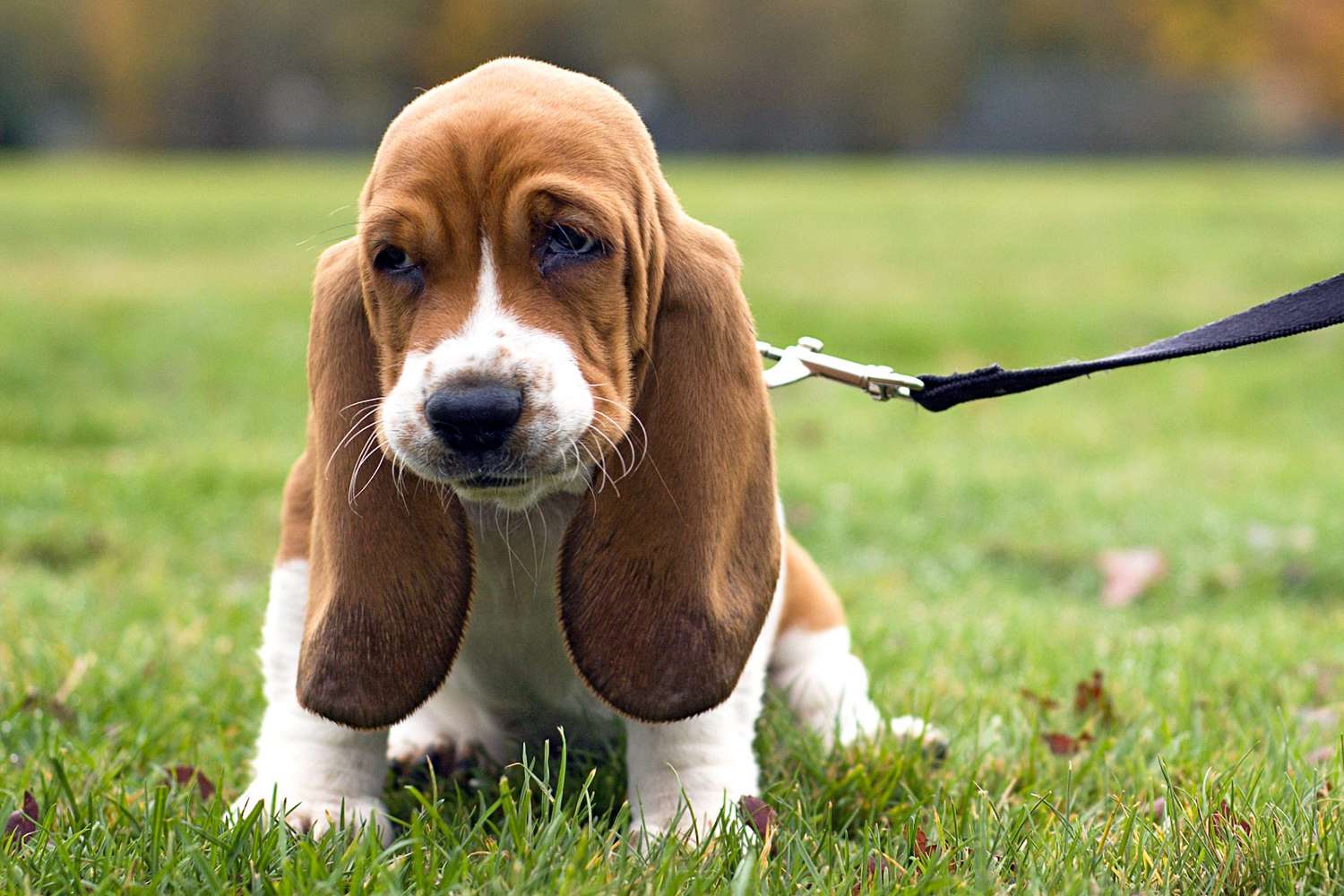 basset hound puppy outside on a leash