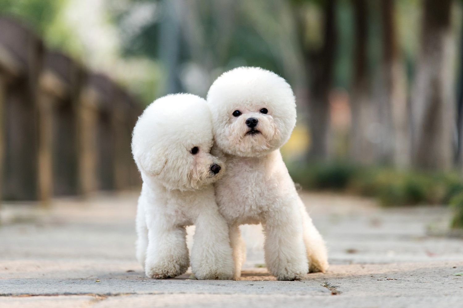 poodles with teddy bear haircut