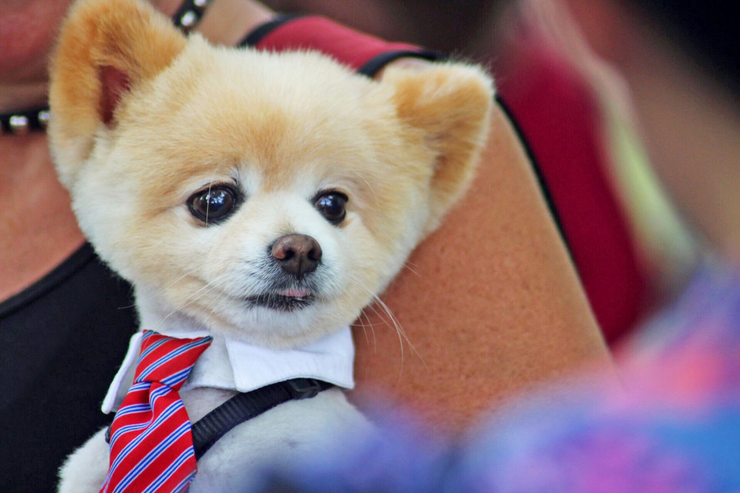 6 of the Cutest Pomeranian Haircuts to Show Your Groomer | Daily Paws