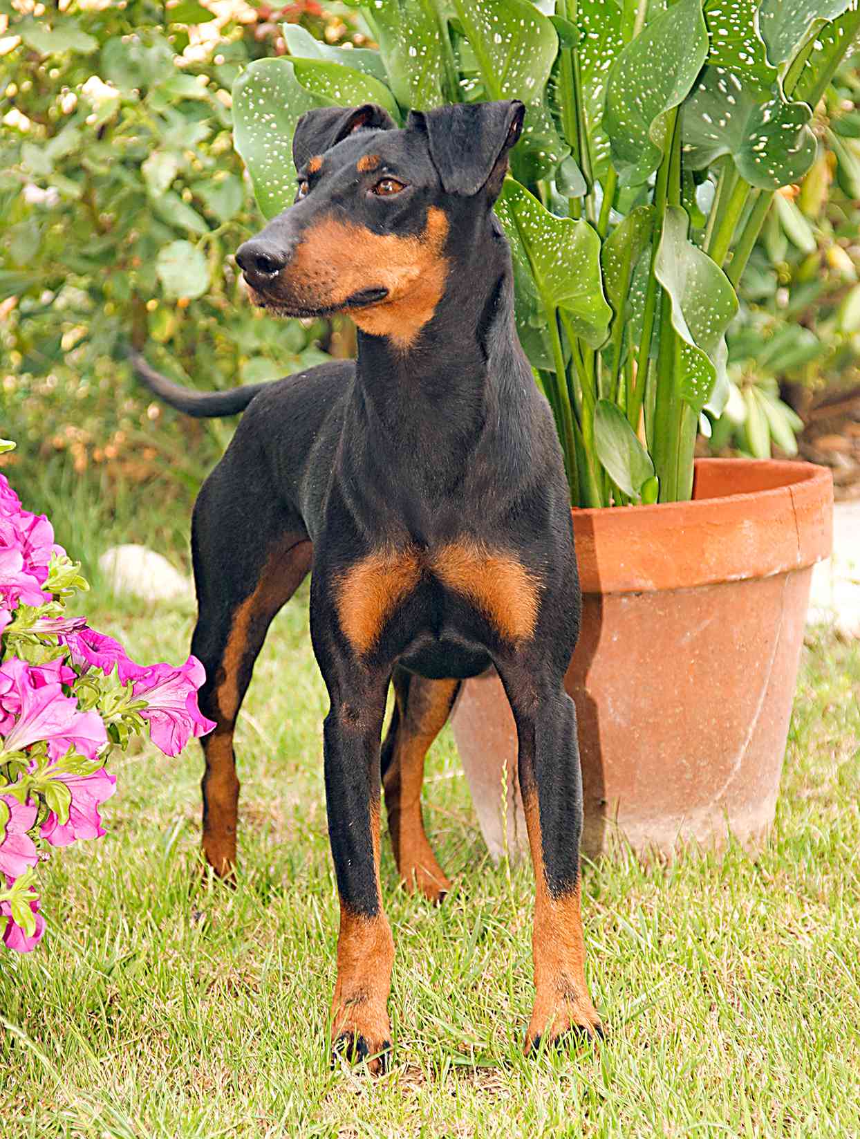 manchester terrier standing in garden