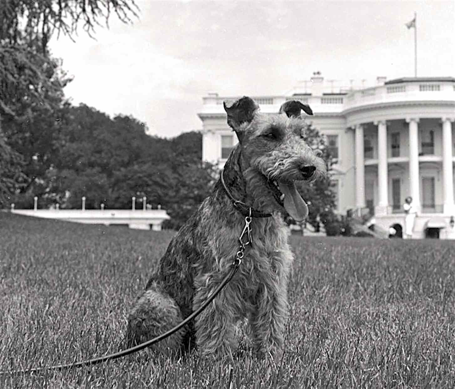 JFK's welsh terrier dog charlie in white house lawn