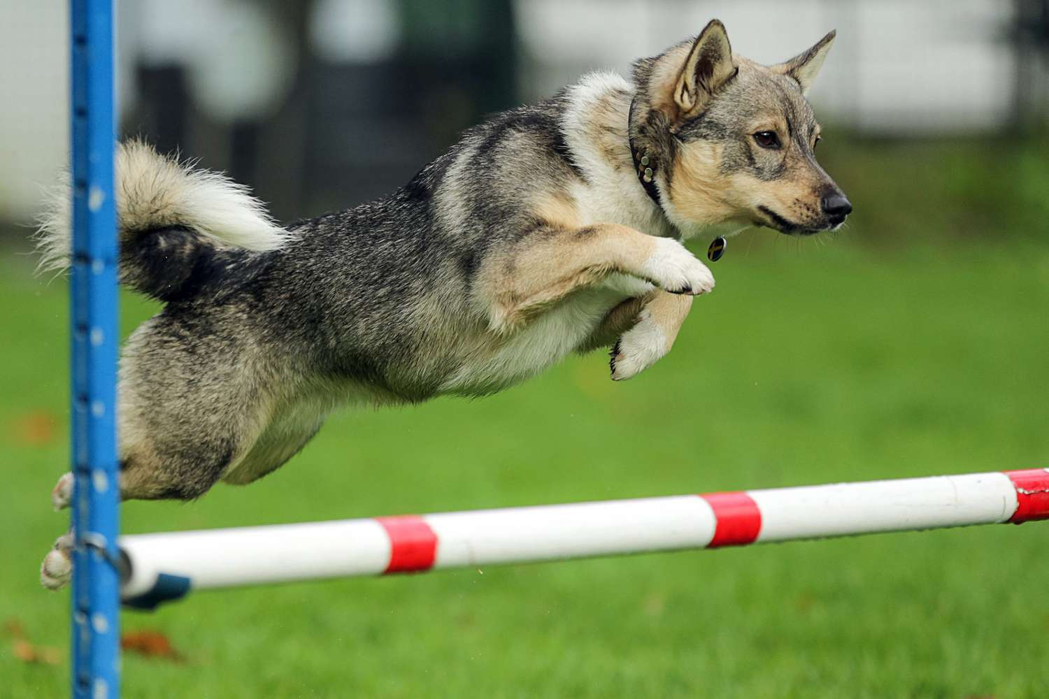 swedish vallhund jumping over agility bar