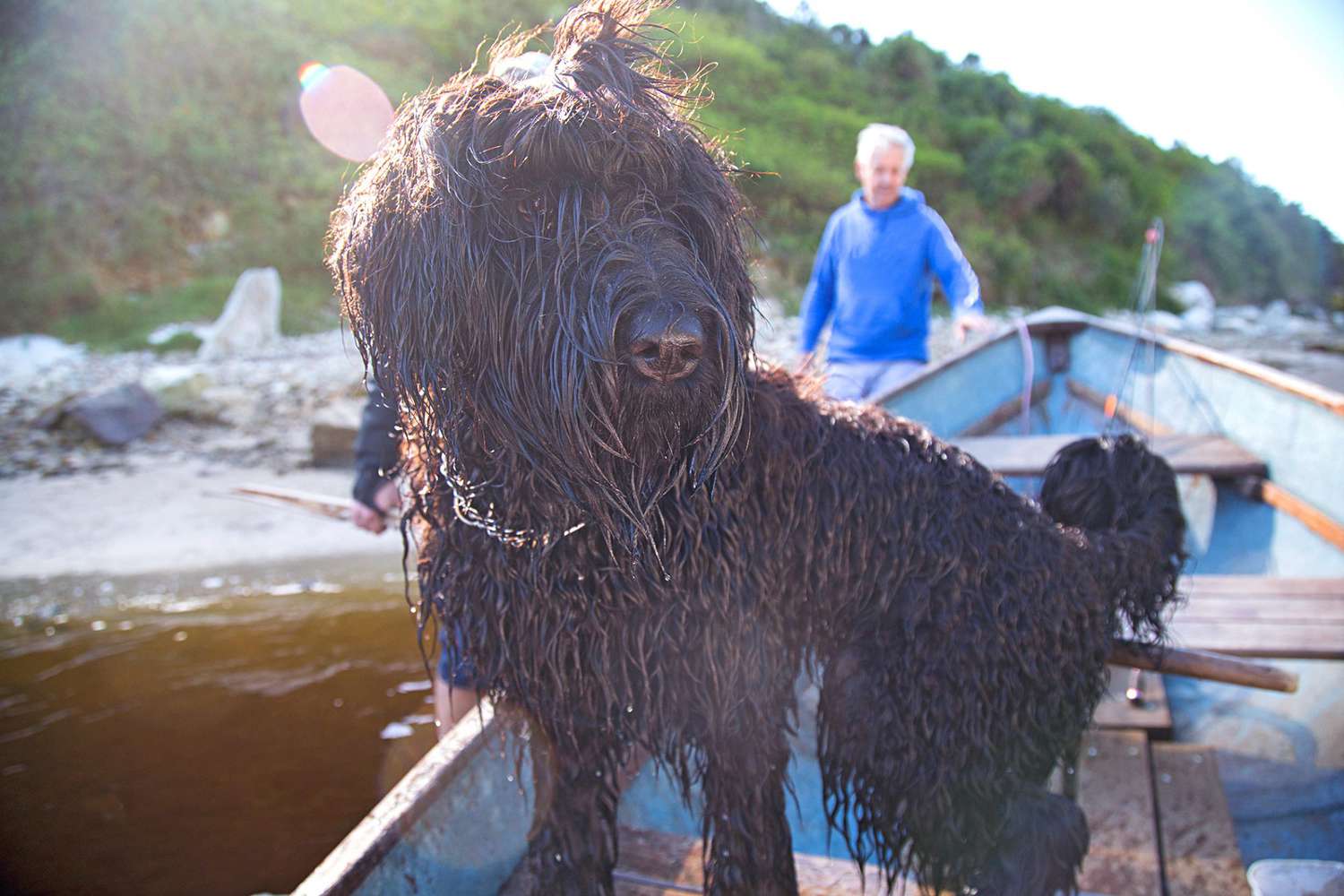 black russian terrier standing on boat