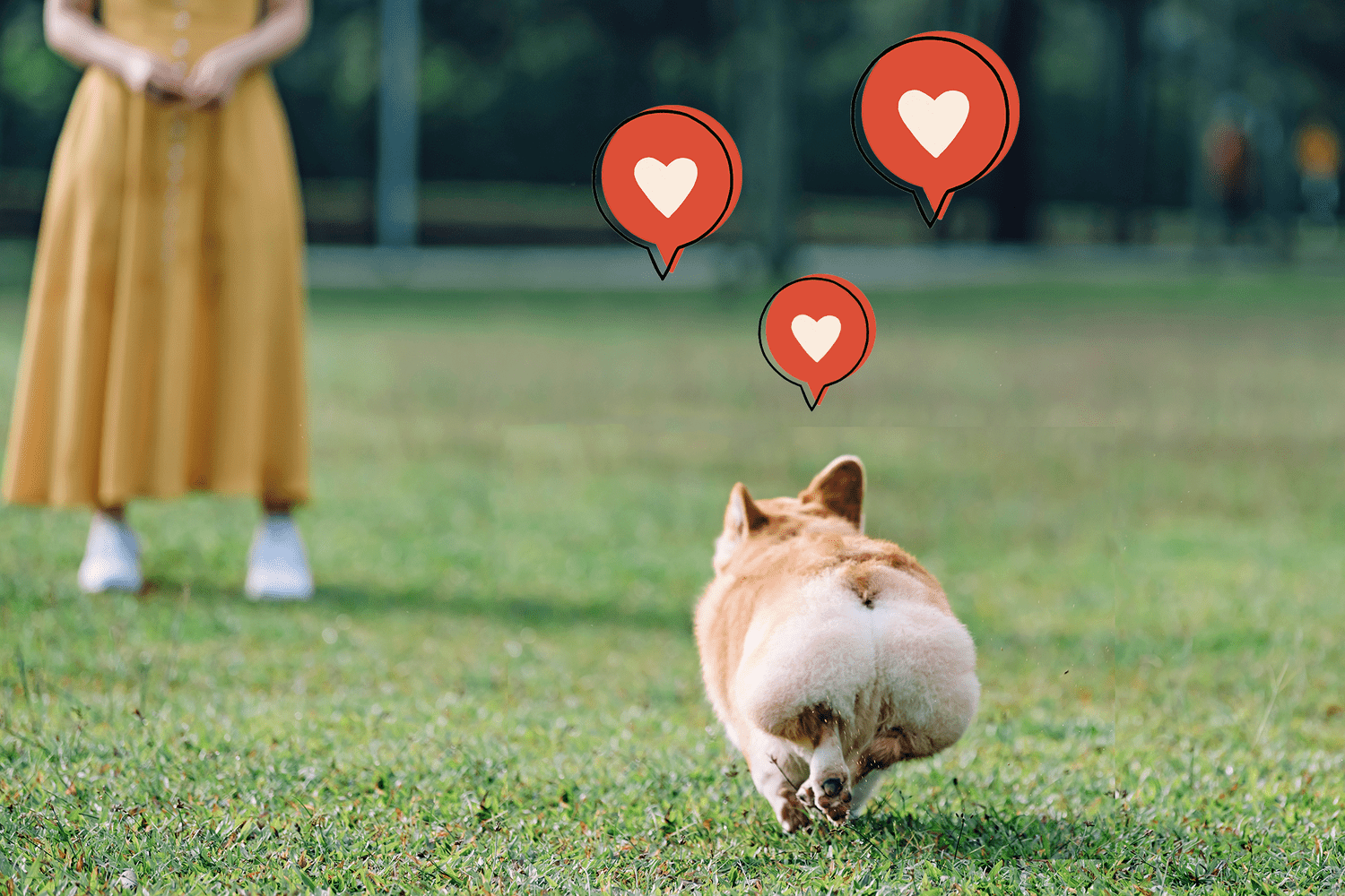 Corgi happily running to a person on a green space in a park