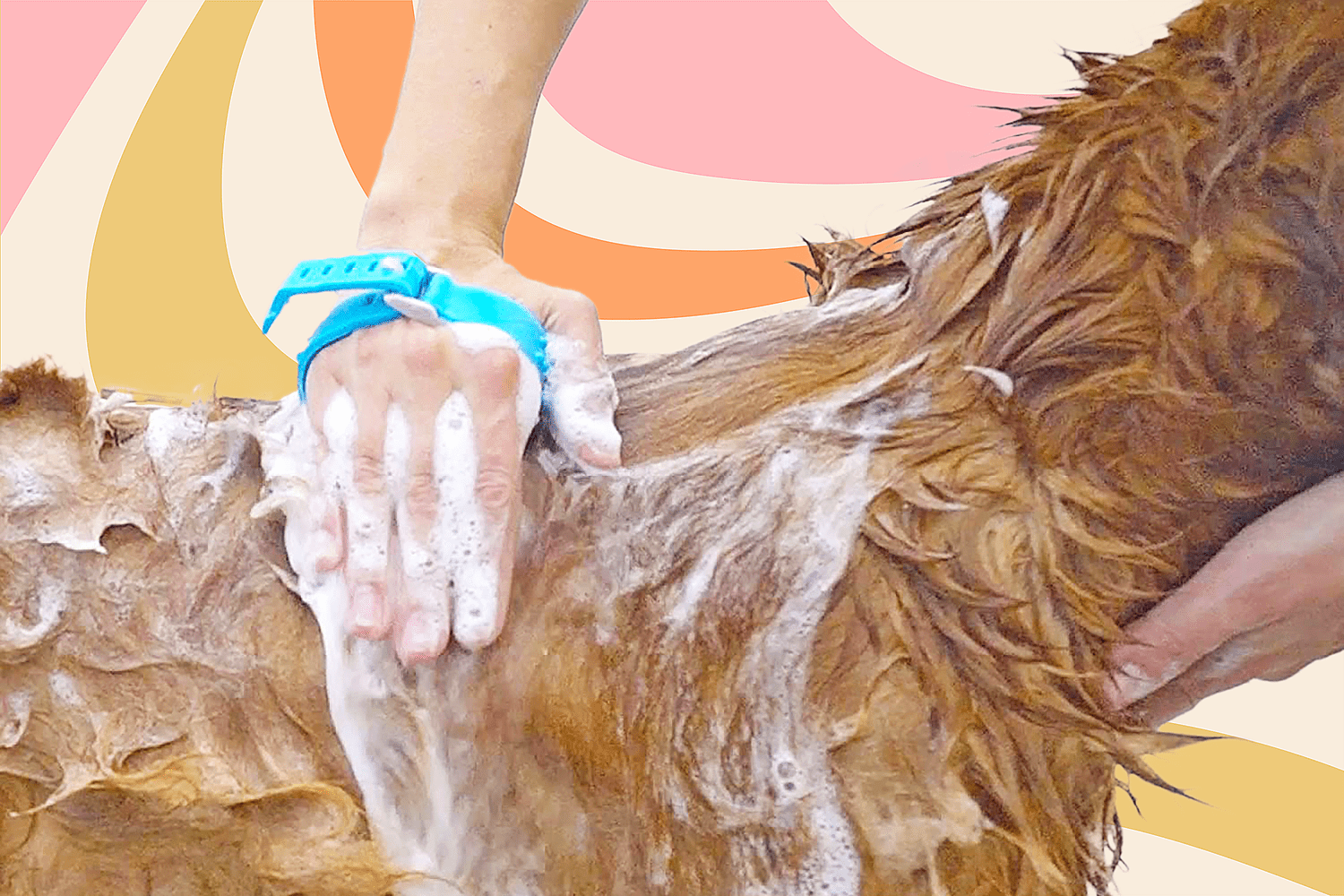 person giving a golden retriever a bath with a dog washer product from Amazon