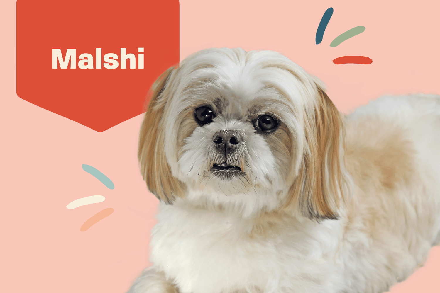 malshi dog breed profile treatment with pink background