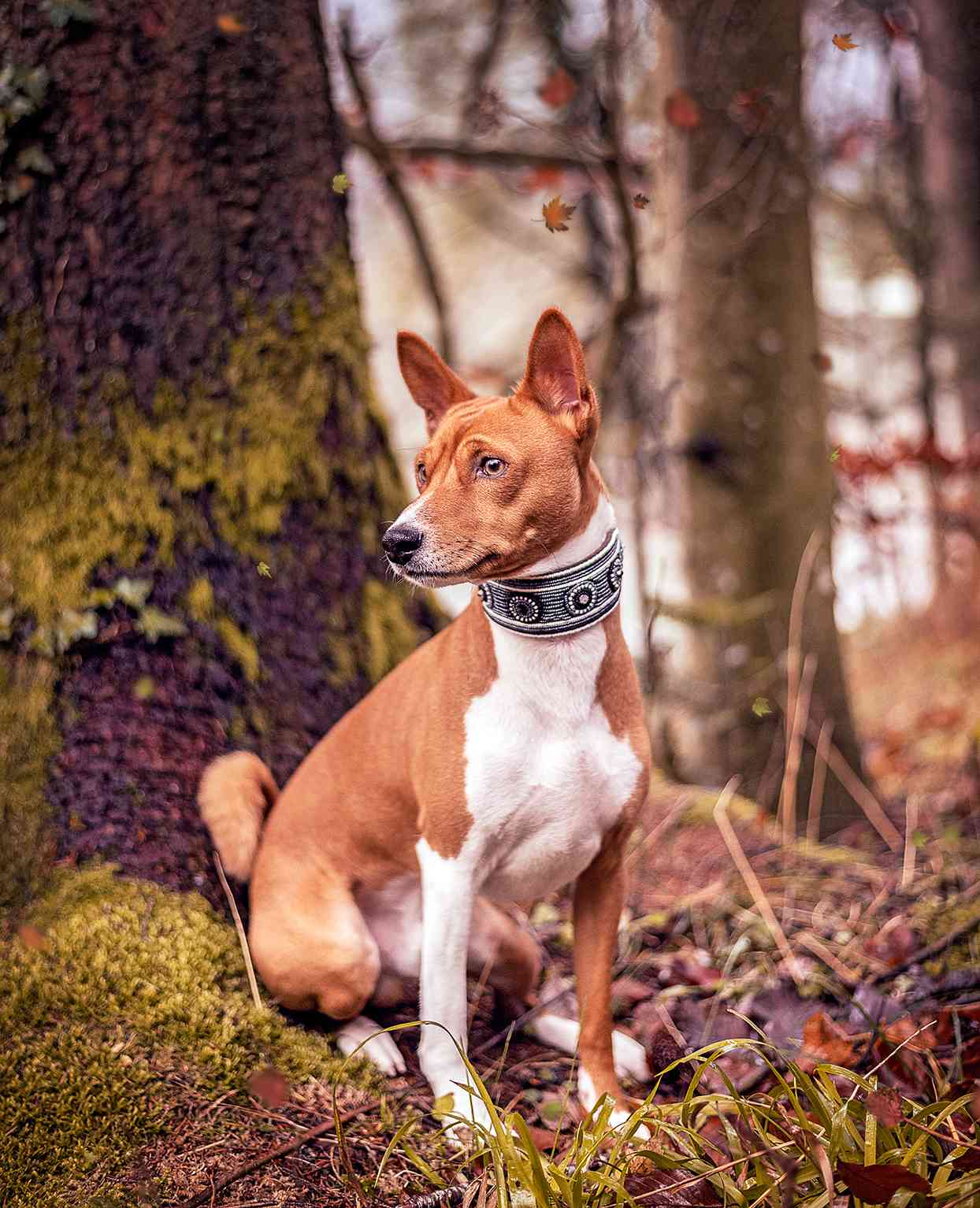 basenji wearing a decorative collar sitting on a mossy tree in a forest