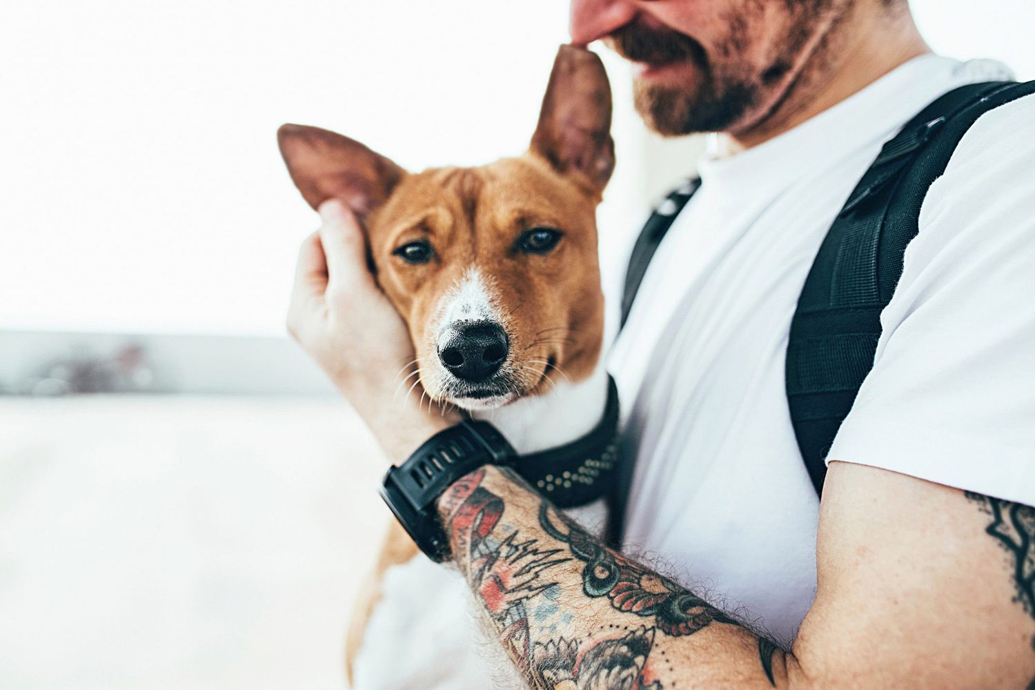 basenji dog held in male owners arms