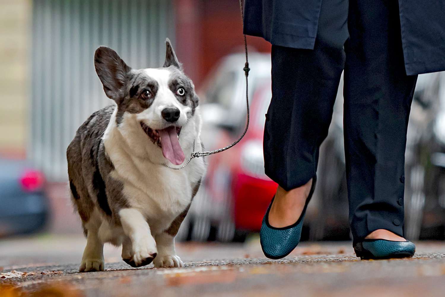 owner walking cardigan welsh corgi on a leash in a city