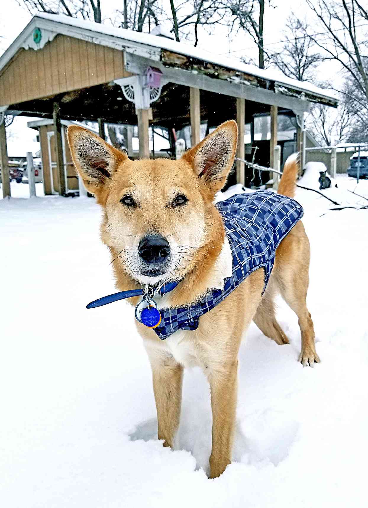 carolina dog wearing a blue winter jacket standing in snow