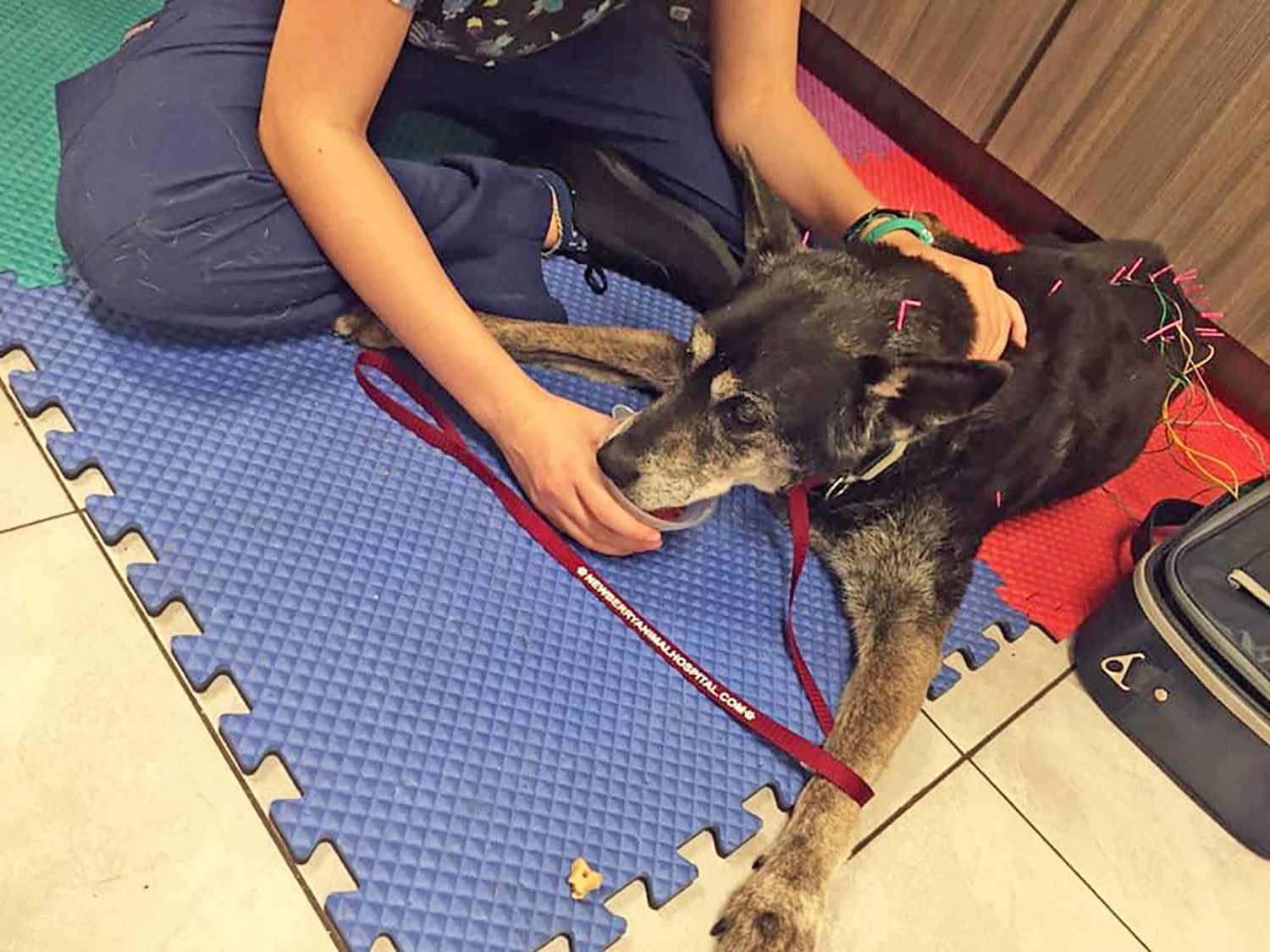 veterinarian practicing holistic care on a dog laying on rubber mat