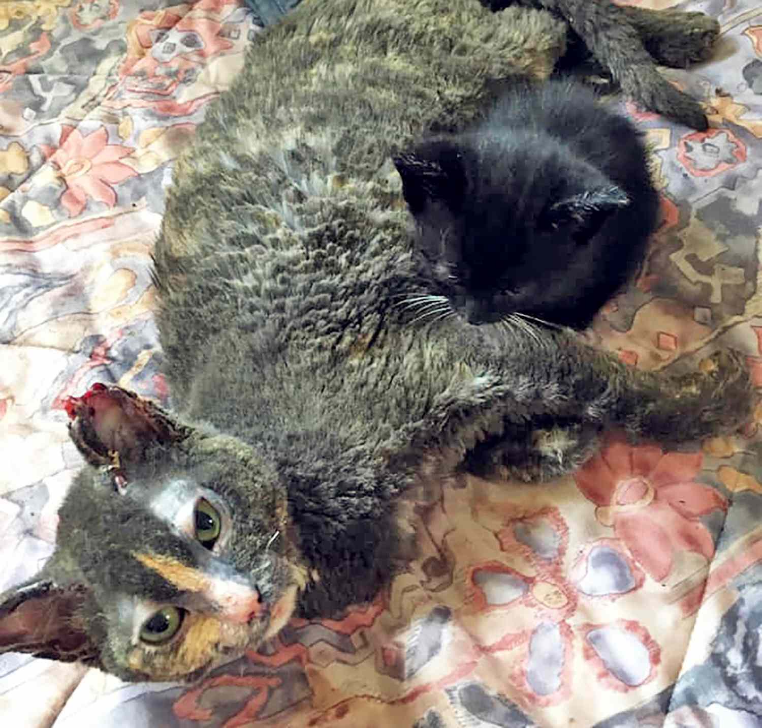 mother cat saves kittens from burning barn