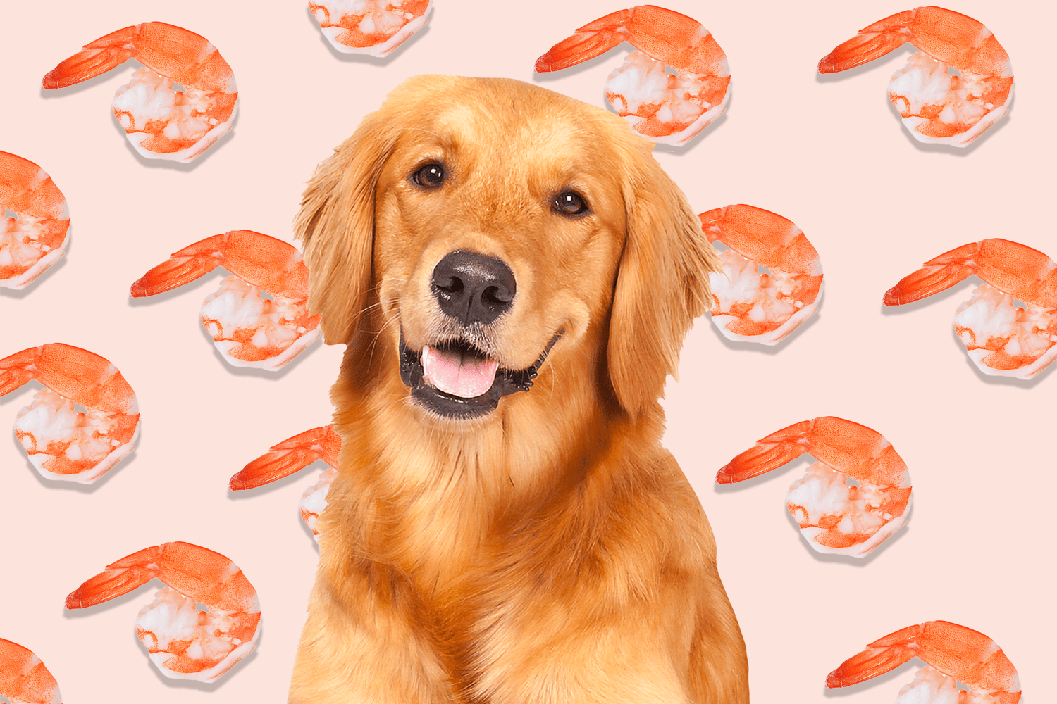 can dogs eat shrimp graphic golden retriever in front of shrimp