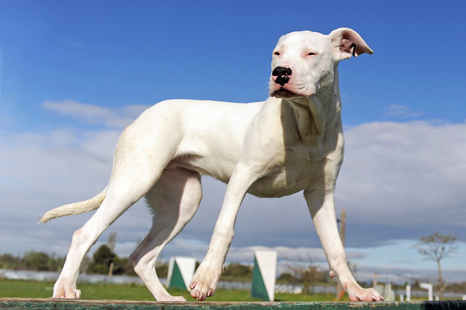 dogo argentino standing at a park in front of a blue sky