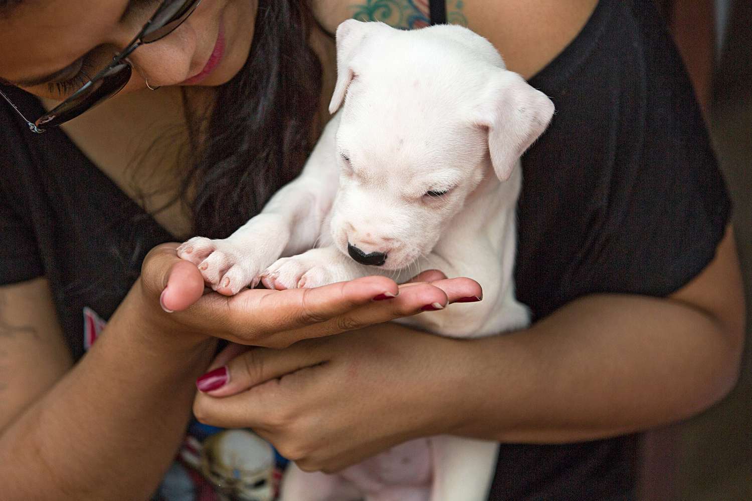 owner holding her small dogo argentino puppy