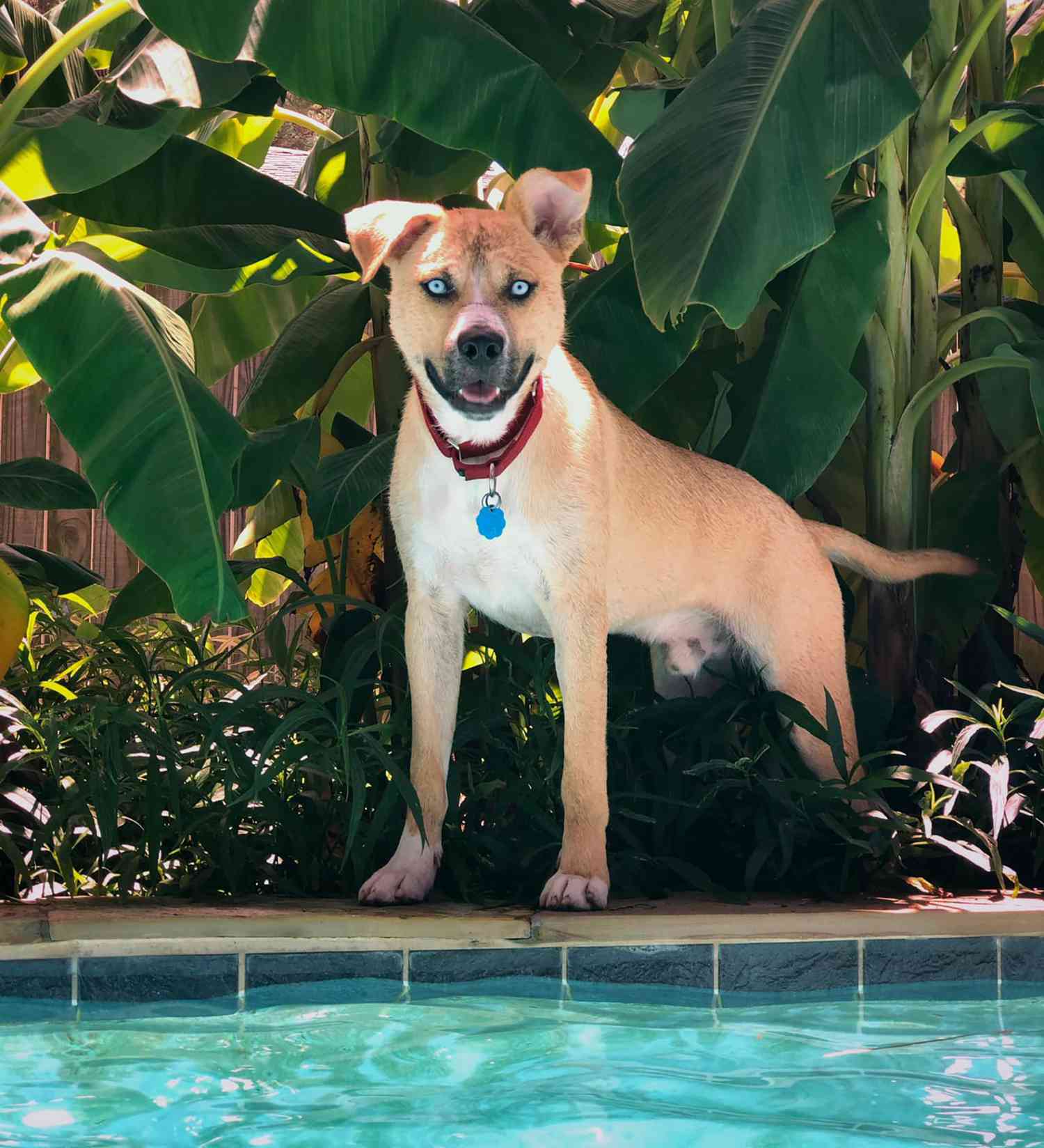 hank, the dog from the funny adoption website, standing at the edge of a pool
