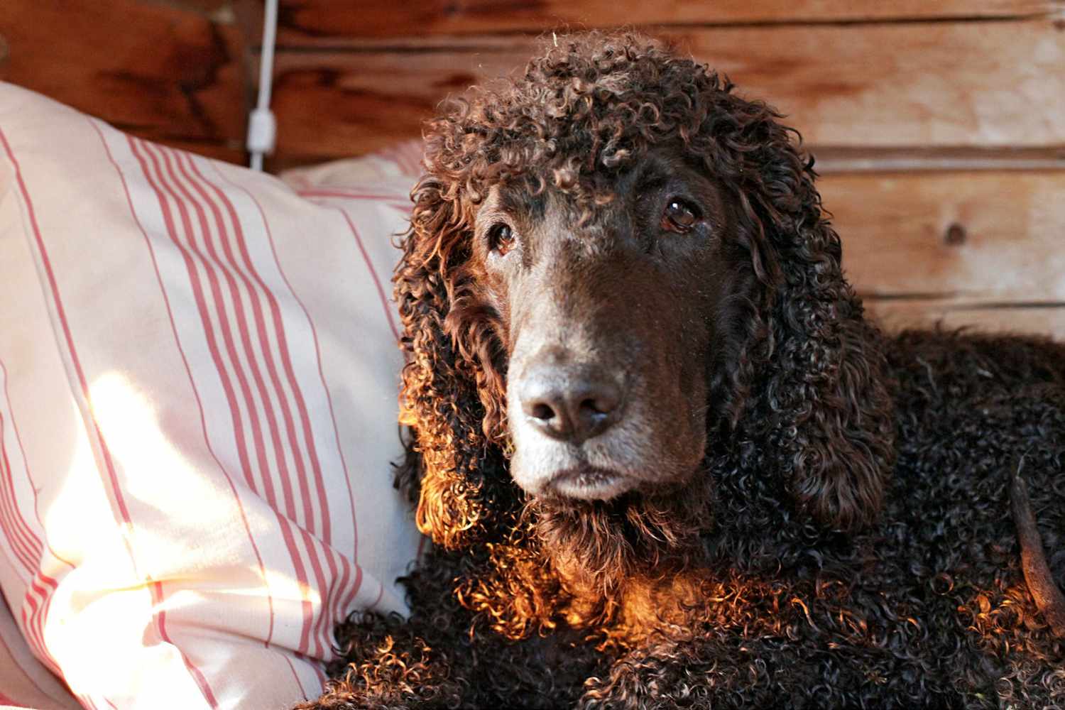 irish water spaniel lying on a striped pillow in front of wooden panelling
