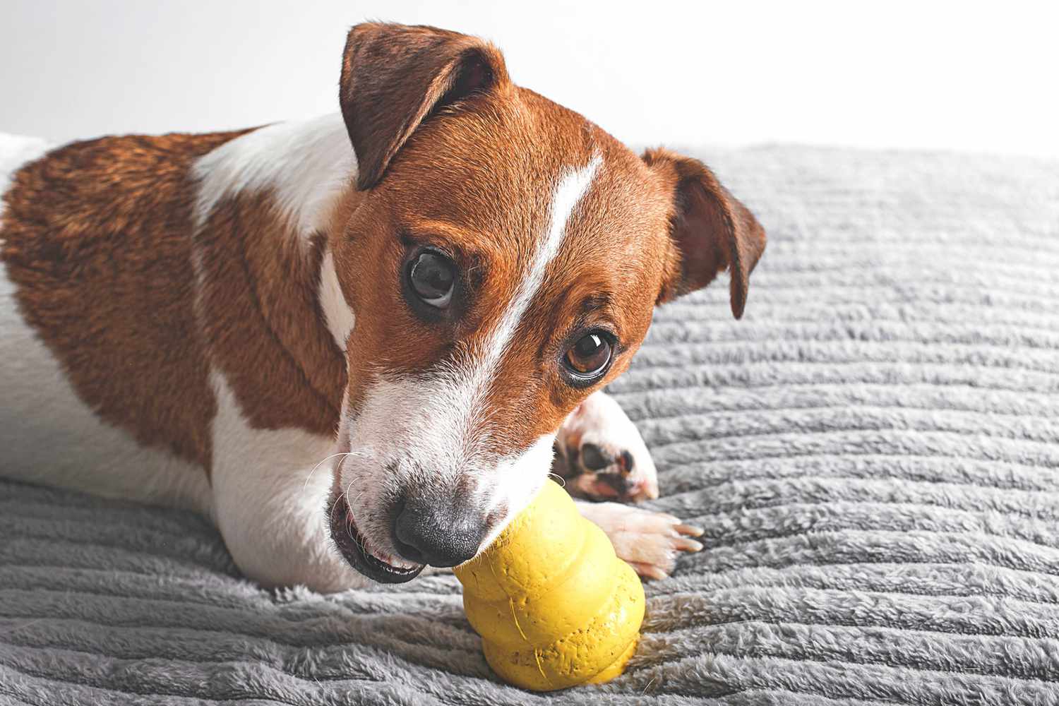Jack Russell dog with a Kong toy