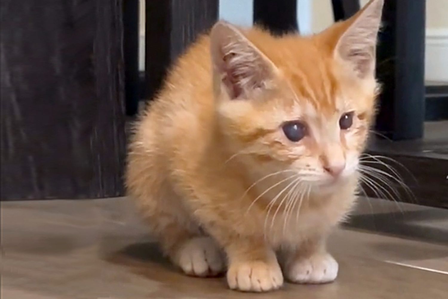 orange kitten crouches on surface