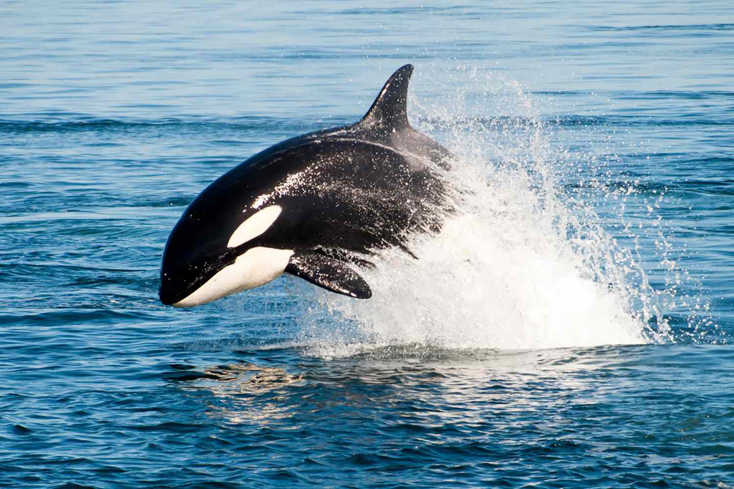 Orca Stranded on Rocks in Alaska For 6 Hours Saved by Good Samaritans |  Daily Paws